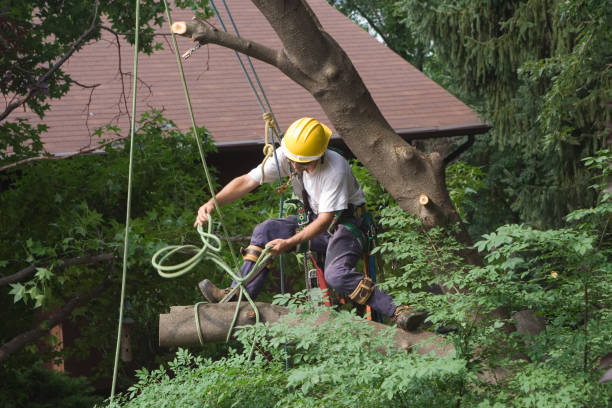 Best Firewood Processing and Delivery  in Meadow Glade, WA